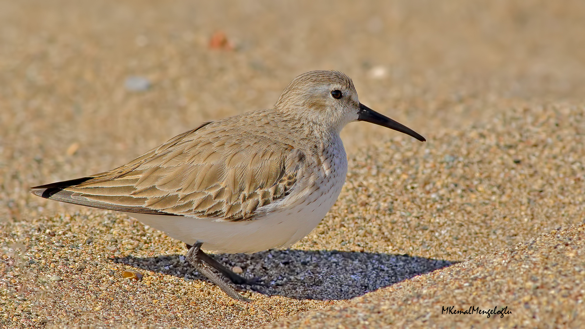 Dunlin